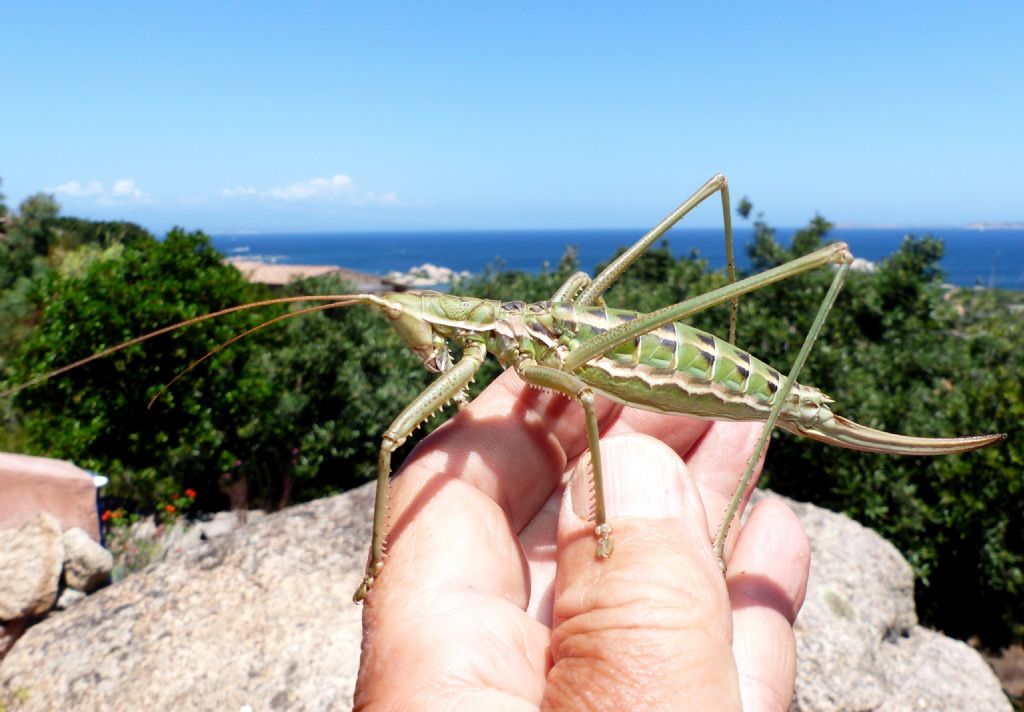 Tettigoniidae - Saga pedo (stregona dentellata)